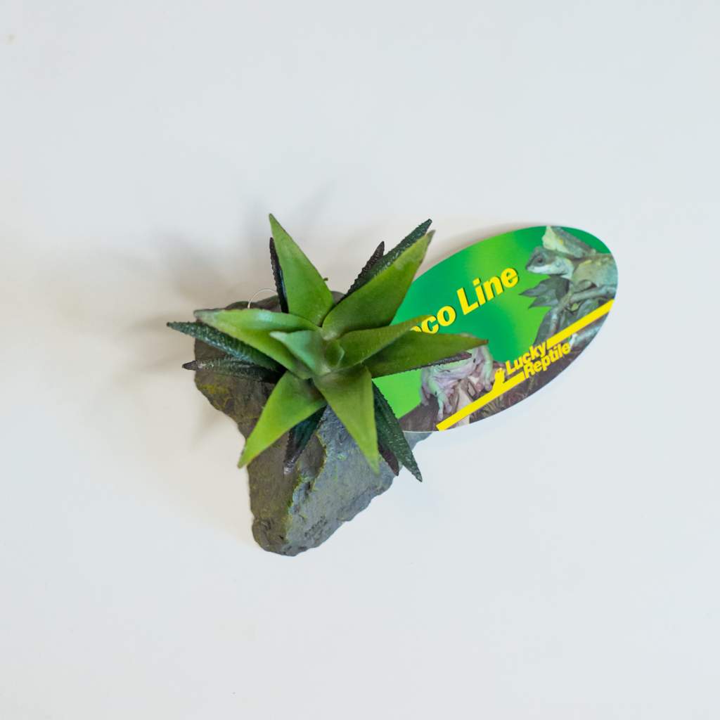 Lucky Reptile Sukkulente